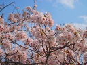 春の桜は日本人の心！？桜ソングだけじゃない！桜（さくら）絡みの日本ドラマ5選！